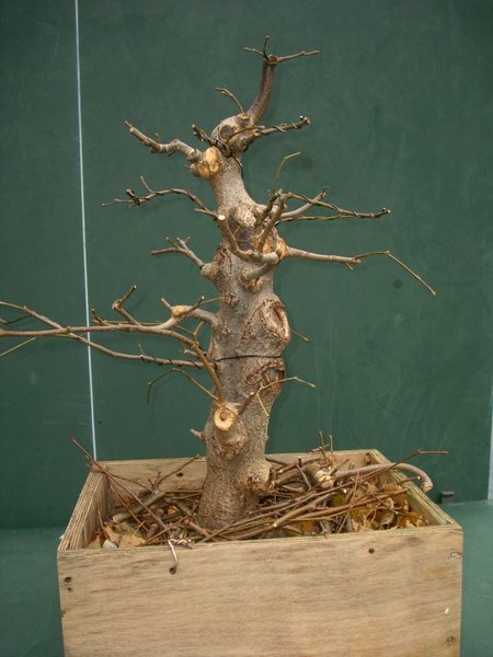 geschnitten 11 2011 2.JPG