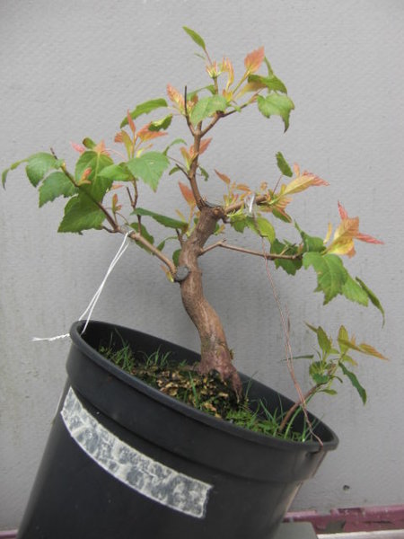 Baum gekippt