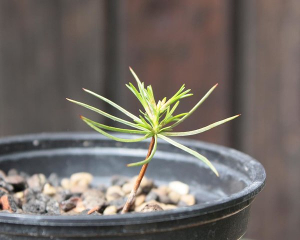 Pinus p. im Frühjahr 2016