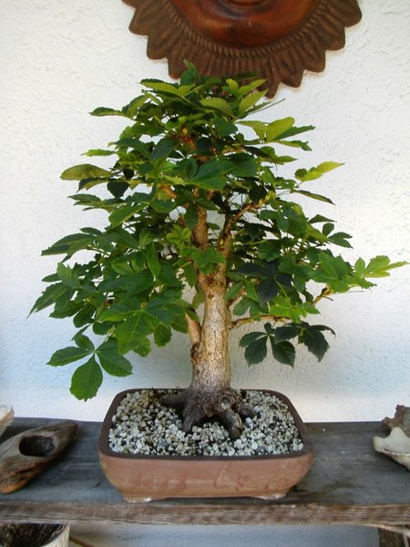 Juli 2016 <br />Höhe 53cm