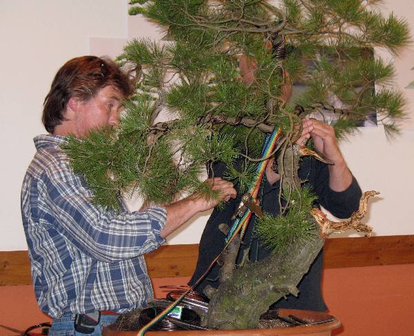 Da der Baum an der falschen Stelle bog, wird er an anderer Stelle fixiert, auch hier mithilfe des Spanngurtes. Danach gelang die gewüschte Biegung.