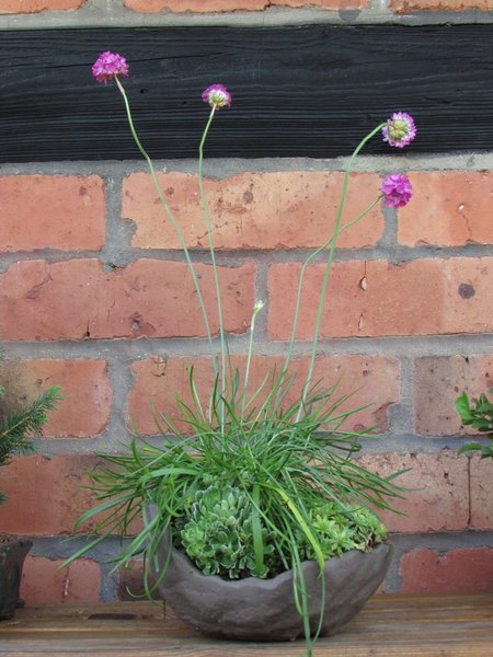 Grasnelke, Saxifragas kl..jpg