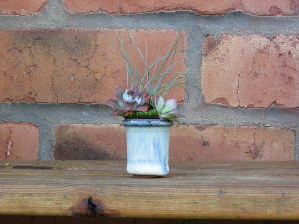 Festuca glauca, Fetthenne kl..jpg