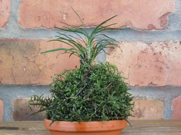 Kokedama kl..jpg