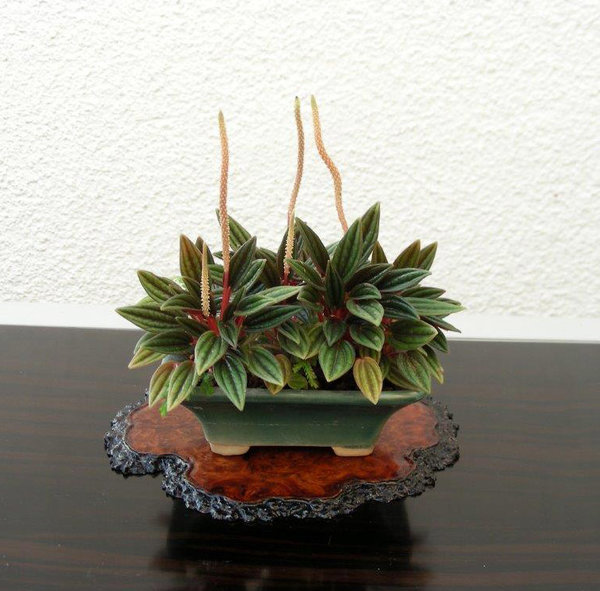 Peperomia