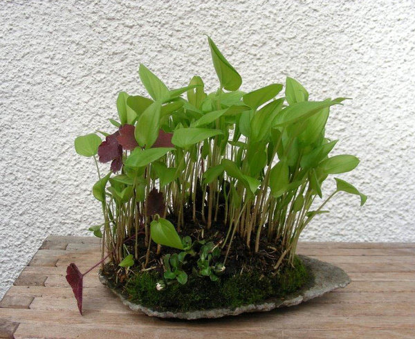 Schattenblume
