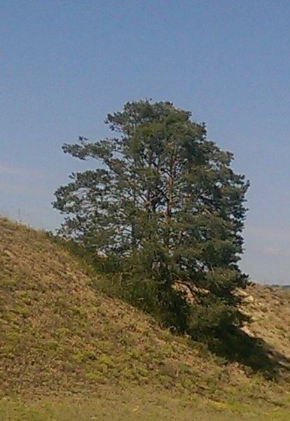 Sylvestris Düne.jpg