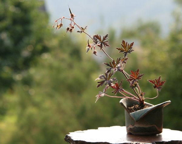 Geranium 'Black Beauty' Tomsai2.JPG