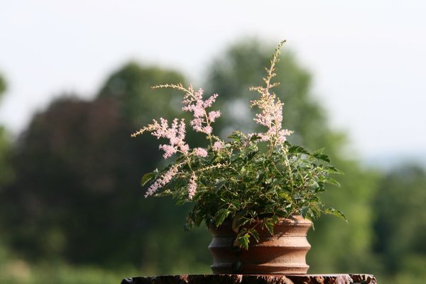 Astilbe Glaberrima-Hybride 'Sprite' Tomsai2.JPG
