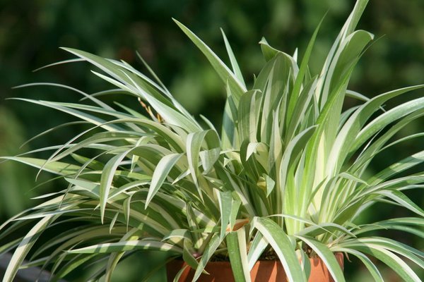 Iris japonica 'Variegata' Tomsai1.JPG
