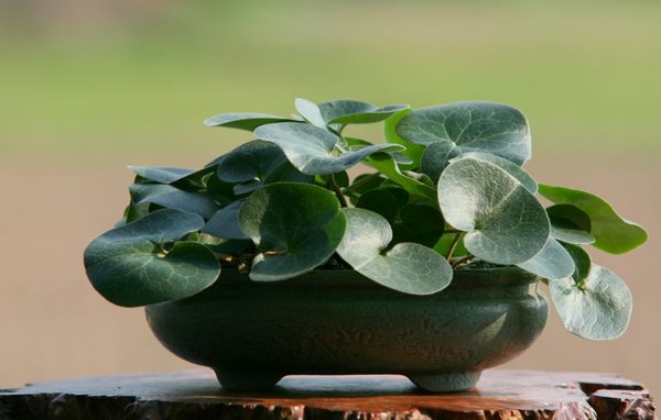 Asarum europaeum Tomsai3.JPG