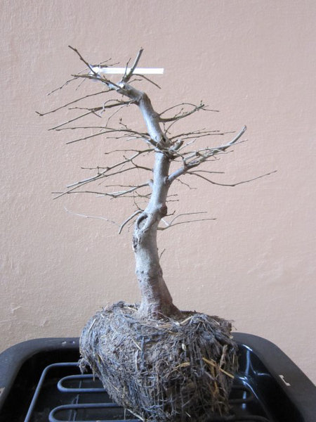 Prebonsai im März 2016