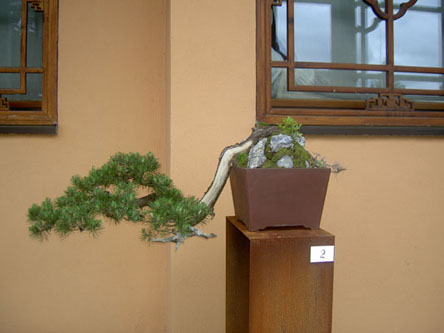 Pinus mungo  40 J. Ralf Beckers