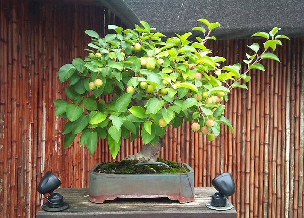 Malus Evereste 2016/07