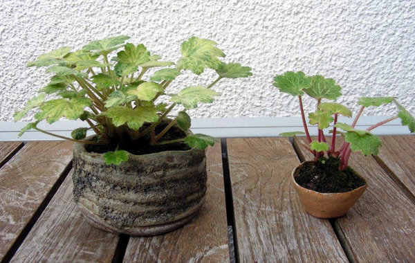 Saxifraga07e.jpg