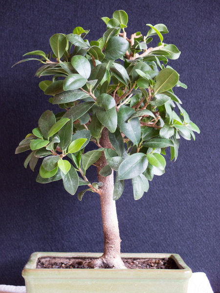 Ficusretusa032016.jpg