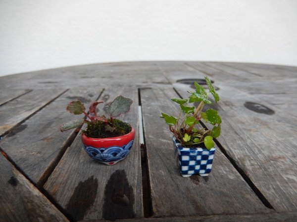 Die Kleinsten Saxifraga