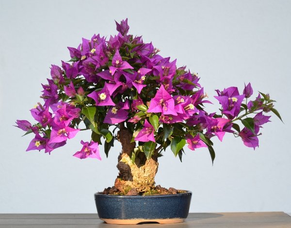 Drillingsblume