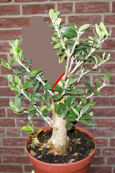 olive-geplanter-schnitt.jpg