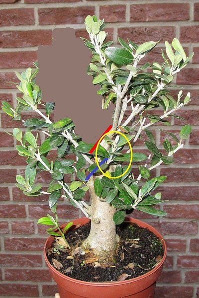 Bonsette_Olive-geplanter-schnitt.jpg