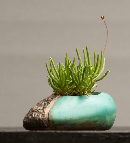 talinum_calycinam_1.jpg