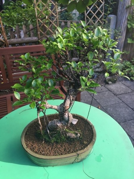 bonsai1.JPG