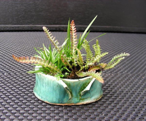 Zwerg-Kalmus, Seefeder-Rippenfarn (Blechnum penna-marina), dank Gary nun korrekt benannt