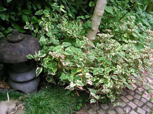 Eidechsenschwanz im Garten, davor Schlangenbart