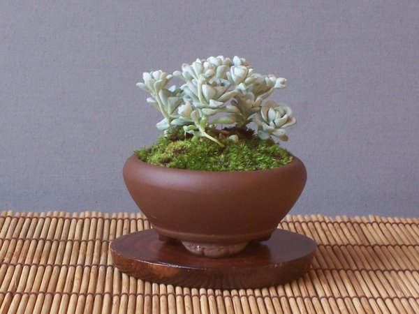 Sedum spathulifolium.jpg