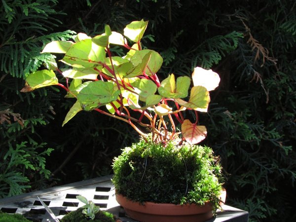 Fallopia Japonica Var. Compacta
