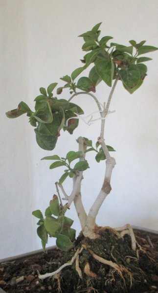flieder 007aa.jpg