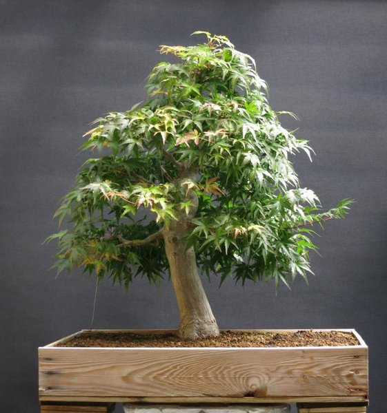 Palmatum.JPG