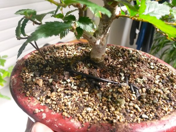 20160819_124455.jpg