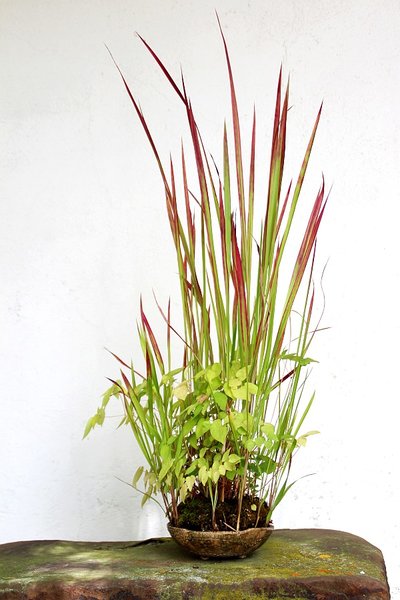 Elfenblume + Blutgras