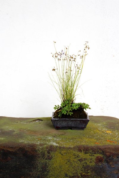 Lauch + Potentilla