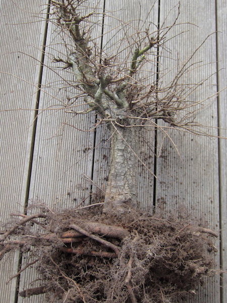 2012-03-23 -Ulme5.JPG