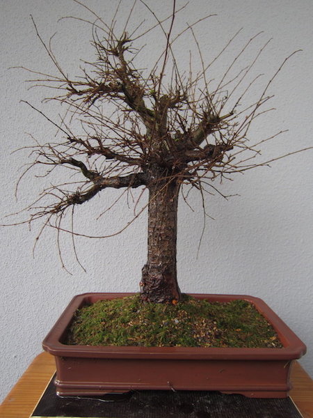 Rückseite