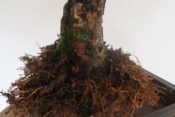 2016-04-04 -0-Wurzeln-2.jpg