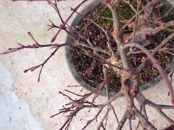 2015-02-15 -Seigen2.jpg