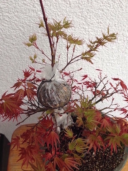 andere Blätter blieben einige Wochen rot, seltsam?