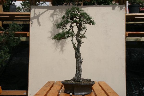 comp_IMG_1556.jpg