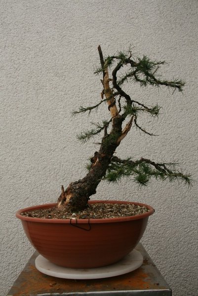 comp_IMG_1558.jpg