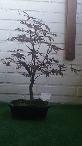comp_2DSC_0081.jpg