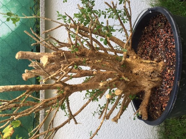 Buchs1