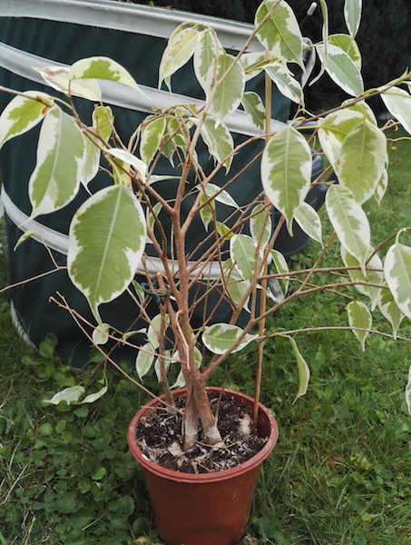 ficus.jpg