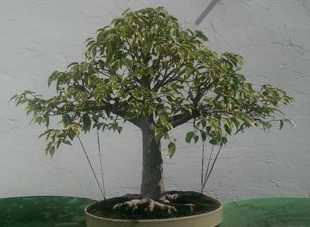 Ficus benj. 2016-9.jpg