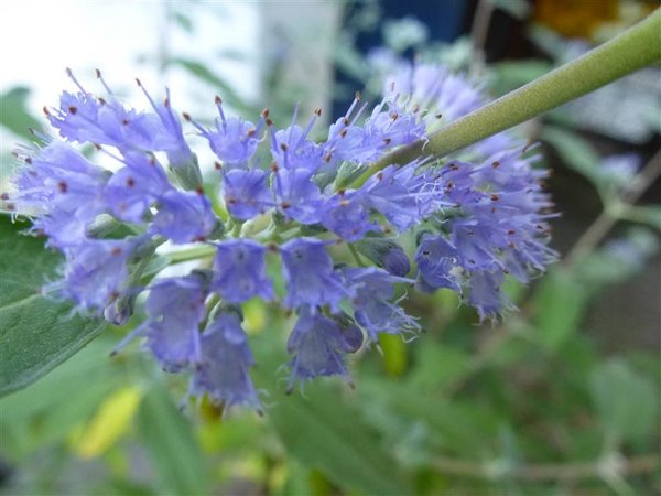 B-Blume (8).JPG