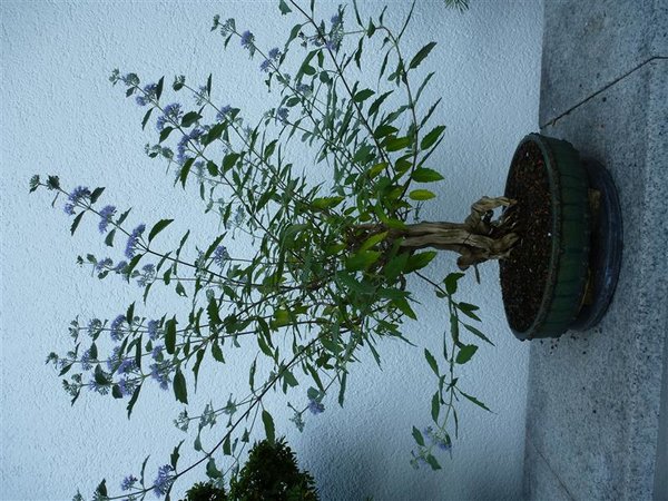 B-Blume (9).JPG