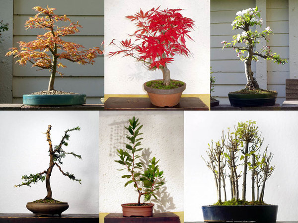Fächerahorn 'Orange Glow', Fächerahorn 'Atropurpureum', Zierapfel, Eibe, Erdbeerbaum (Arbutus), Dreispitzahorn-Wäldchen