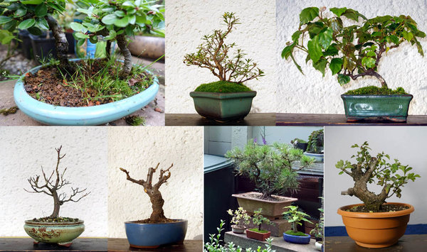 Cotoneastergruppe (3), Junischnee (Serissa), Känguru-Wein (Cissus), Kornelkirsche, Zierquitte, Bergkiefer-Rohling, Weißdorn-Rohling